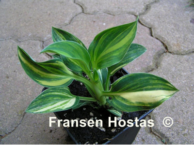 Hosta 