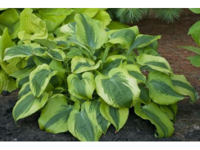 Hosta 