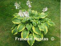 Hosta 