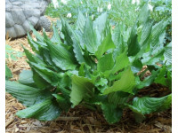 Hosta 
