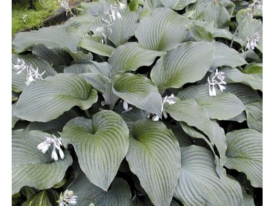 Hosta 