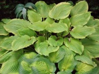 Hosta 