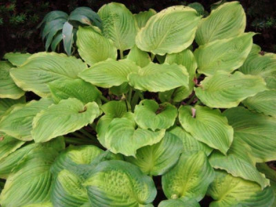 Hosta 