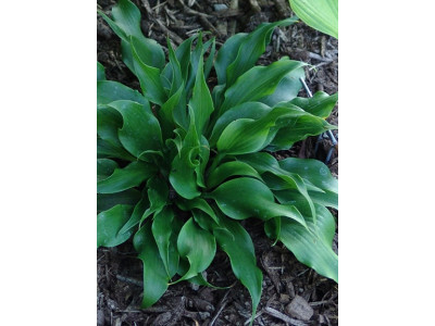 Hosta 