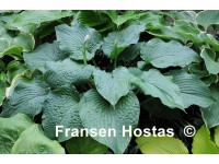 Hosta 