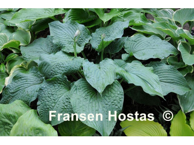 Hosta 