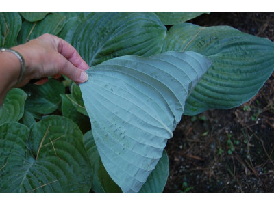 Hosta 