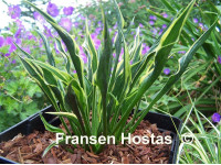 Hosta 