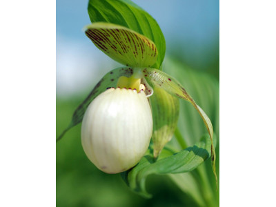 Cypripedium fasciolatum