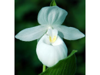 Cypripedium reginae alba