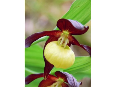 Cypripedium calceolus
