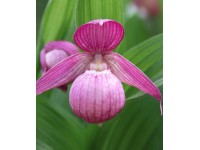 Cypripedium macranthos