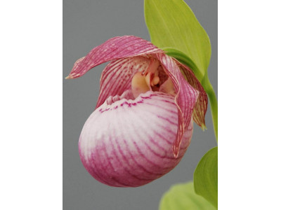 Cypripedium гибрид 