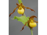 Cypripedium гибрид 