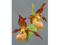 Cypripedium гибрид 