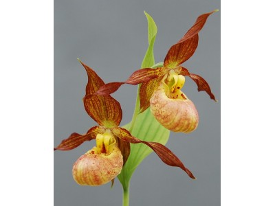 Cypripedium гибрид 