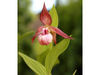 Cypripedium гибрид 