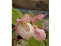 Cypripedium гибрид 