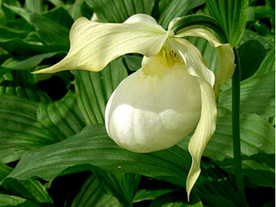 Cypripedium гибрид 