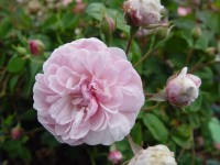 Rosa 