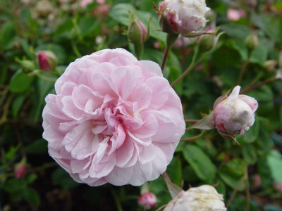Rosa 