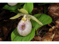Cypripedium гибрид 
