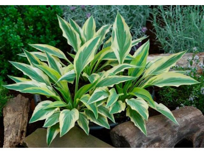 Hosta 