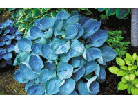 Hosta 