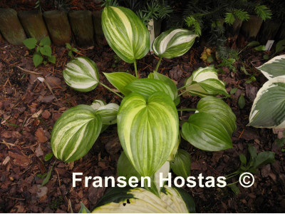 Hosta 
