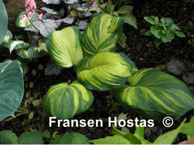 Hosta Hosta