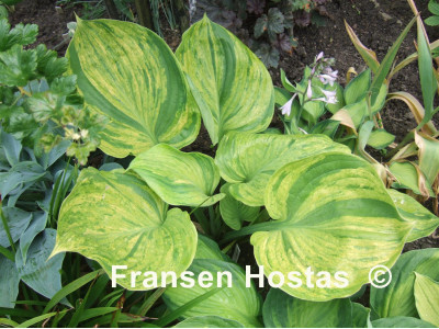Hosta 
