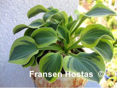 Hosta 