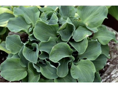 Hosta 