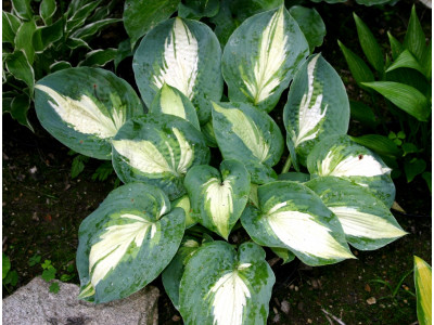 Hosta 