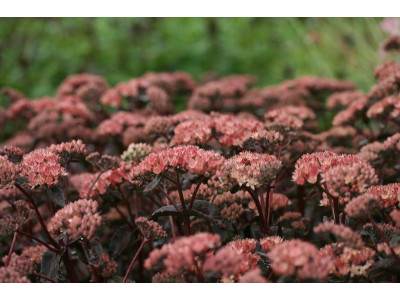 Седум 