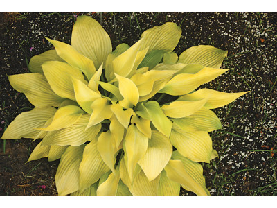 Hosta 