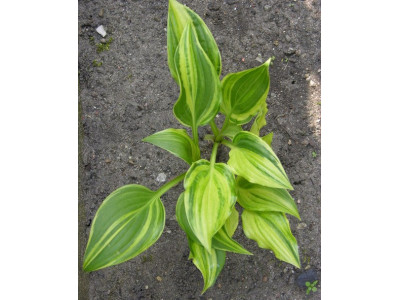 Hosta 