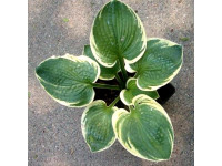 Hosta 