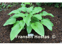 Hosta 