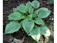 Hosta 