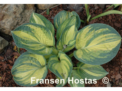 Hosta 