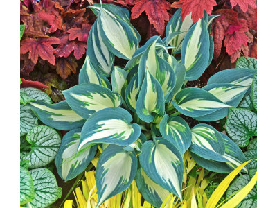 Hosta 