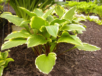 Hosta 