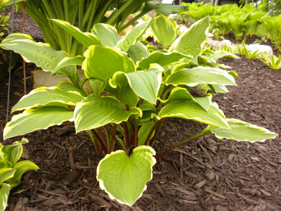 Hosta 
