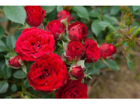 Rosa Rosa