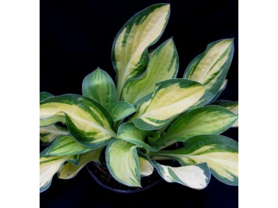 Hosta 