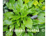 Hosta 