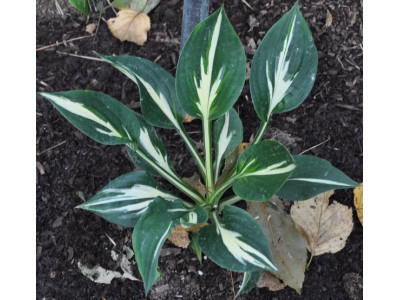 Hosta 