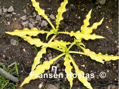 Hosta 