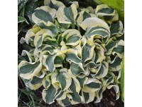 Hosta 